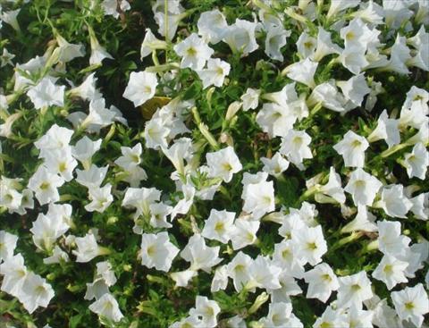 foto van een variëteit aan bloemen, te gebruiken als: Potplant, perkplant, patioplant, korfplant Petunia multiflora Baby Gioconda White