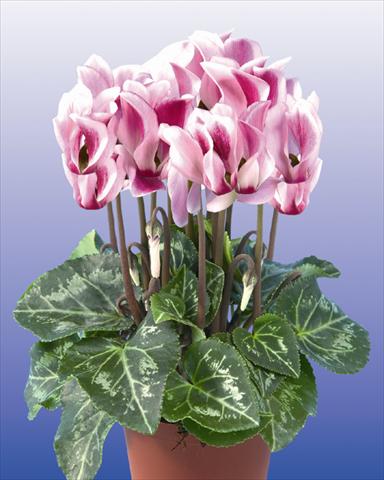 foto van een variëteit aan bloemen, te gebruiken als: Pot - en perkplant Cyclamen persicum mini Super Serie Compact Spotted