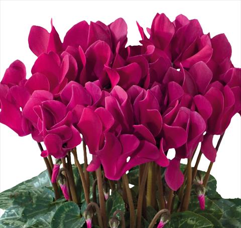 foto van een variëteit aan bloemen, te gebruiken als: Pot - en perkplant Cyclamen persicum midi Tianis® F1 Magenta