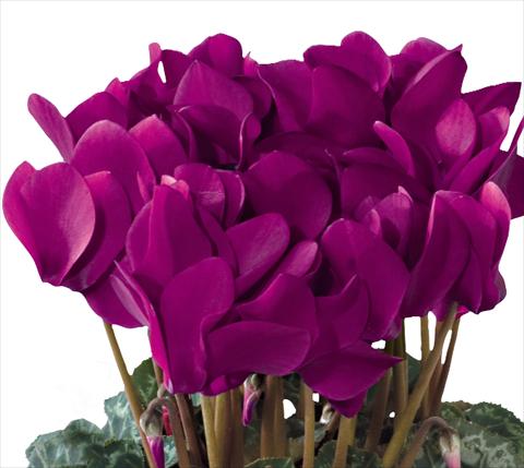foto van een variëteit aan bloemen, te gebruiken als: Pot - en perkplant Cyclamen persicum midi Tianis® F1 Violet Foncé