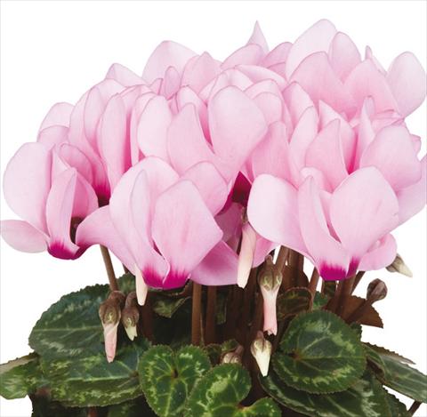 foto van een variëteit aan bloemen, te gebruiken als: Pot Cyclamen persicum mini Super Serie®s Compact F1 Pink with eye