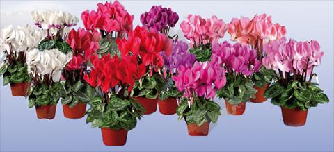foto van een variëteit aan bloemen, te gebruiken als: Pot Cyclamen persicum mini Super Serie®s Micro F1