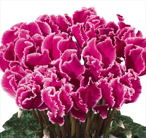 foto van een variëteit aan bloemen, te gebruiken als: Korf / Pot Cyclamen persicum Halios® F1 Curly® Magenta Lisere