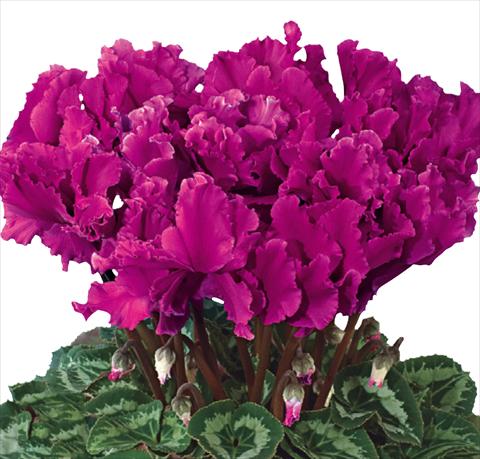 foto van een variëteit aan bloemen, te gebruiken als: Korf / Pot Cyclamen persicum Halios® F1 Curly® Violet Foncé