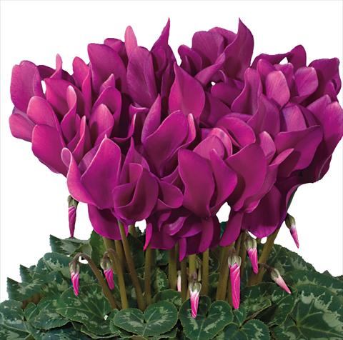 foto van een variëteit aan bloemen, te gebruiken als: Korf / Pot Cyclamen persicum Latinia® F1 Violet