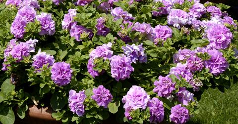 foto van een variëteit aan bloemen, te gebruiken als: Korf / Pot Petunia pendula Surfinia® Double Lilac