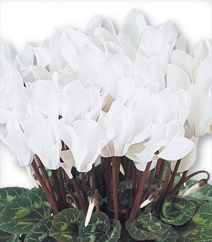 foto van een variëteit aan bloemen, te gebruiken als: Korf / Pot Cyclamen persicum Premium F1 Blanc Pur Compact
