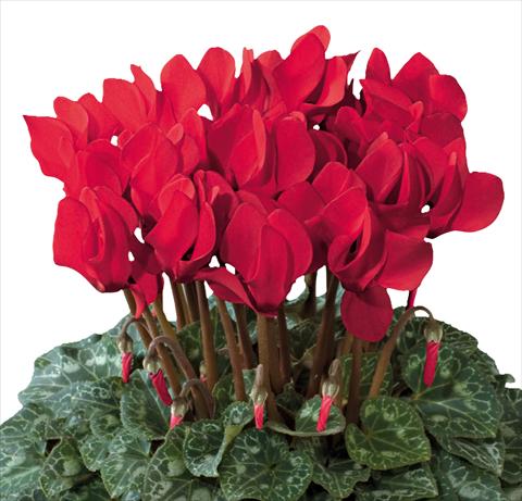 foto van een variëteit aan bloemen, te gebruiken als: Korf / Pot Cyclamen persicum Premium F1 Rouge Vif evolution exp