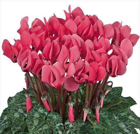 foto van een variëteit aan bloemen, te gebruiken als: Korf / Pot Cyclamen persicum Premium F1 Saumon a oeil evolution
