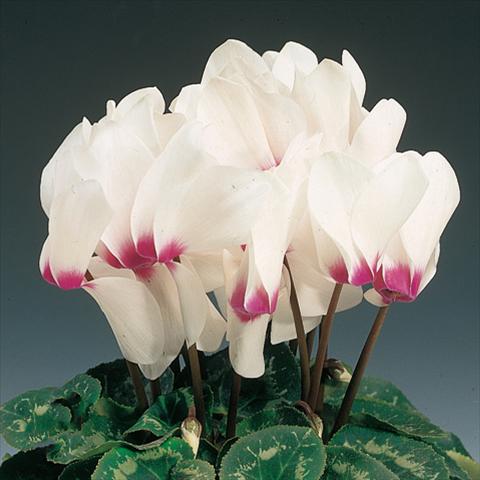foto van een variëteit aan bloemen, te gebruiken als: Korf / Pot Cyclamen persicum Rainier™ F1 White with eye