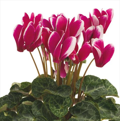 foto van een variëteit aan bloemen, te gebruiken als: Korf / Pot Cyclamen persicum Snowridge F1 Purple
