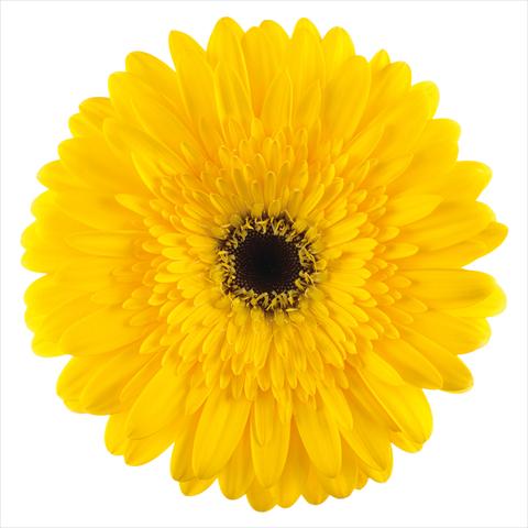foto van een variëteit aan bloemen, te gebruiken als:  Gerbera jamesonii Amico®