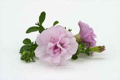 foto van een variëteit aan bloemen, te gebruiken als: Korf / Pot Petunia pendula Surfinia® Double Pink