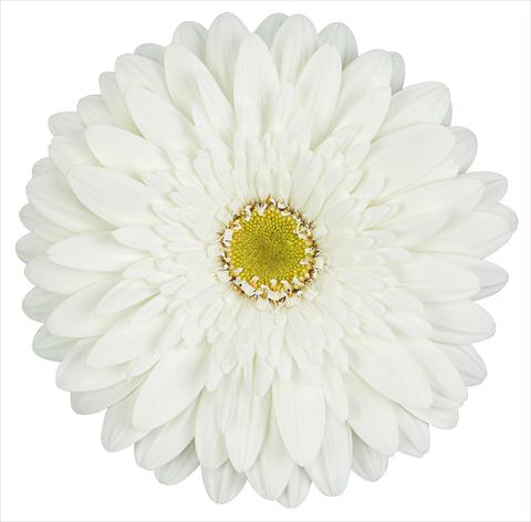 foto van een variëteit aan bloemen, te gebruiken als: Snijbloemen Gerbera jamesonii Balance®