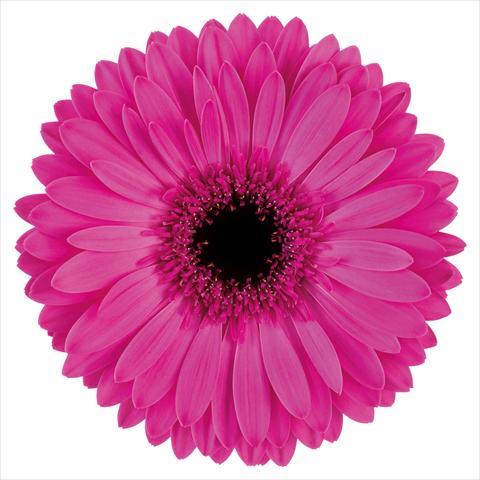 foto van een variëteit aan bloemen, te gebruiken als:  Gerbera jamesonii Bravoure®