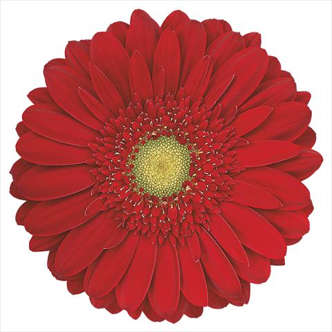 foto van een variëteit aan bloemen, te gebruiken als: Snijbloemen Gerbera jamesonii Carambole®