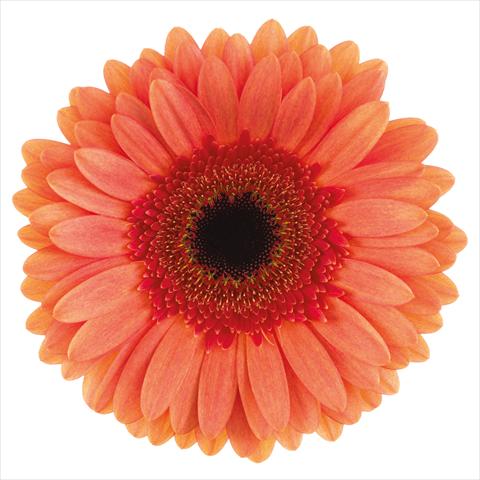 foto van een variëteit aan bloemen, te gebruiken als:  Gerbera jamesonii Carpe Diem®