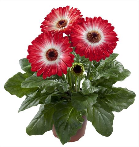 foto van een variëteit aan bloemen, te gebruiken als: Pot Gerbera jamesonii Flori Line® Eyecatcher Red