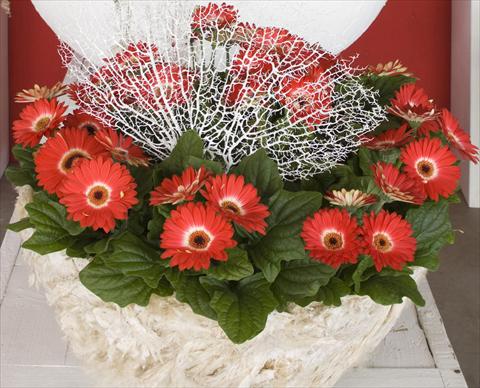 foto van een variëteit aan bloemen, te gebruiken als: Pot Gerbera jamesonii Flori Line® Eyecatcher Winter theme