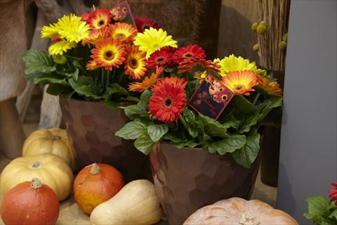 foto van een variëteit aan bloemen, te gebruiken als: Pot Gerbera jamesonii Flori Line® Fireball Halloween mix