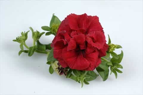 foto van een variëteit aan bloemen, te gebruiken als: Korf / Pot Petunia pendula Surfinia® Double Red