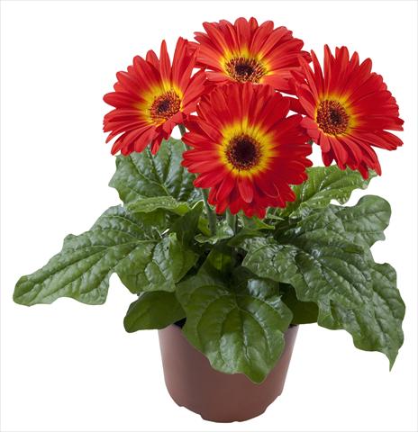 foto van een variëteit aan bloemen, te gebruiken als: Pot Gerbera jamesonii Flori Line® Midi Dark Fireball