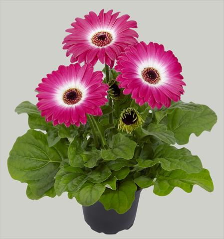 foto van een variëteit aan bloemen, te gebruiken als: Pot Gerbera jamesonii Flori Line® Midi Eyecatcher Purple