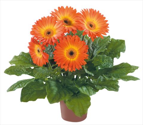 foto van een variëteit aan bloemen, te gebruiken als: Pot Gerbera jamesonii Flori Line® Midi Fireball