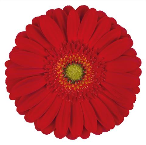 foto van een variëteit aan bloemen, te gebruiken als:  Gerbera jamesonii Gallardo®