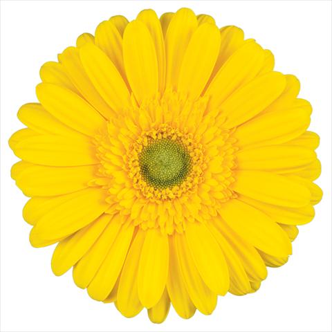 foto van een variëteit aan bloemen, te gebruiken als:  Gerbera jamesonii Kento®
