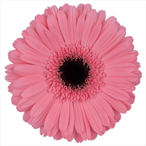 foto van een variëteit aan bloemen, te gebruiken als:  Gerbera jamesonii Pre-Intenzz®