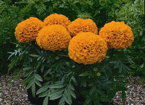 foto van een variëteit aan bloemen, te gebruiken als: Pot - en perkplant Tagetes patula Antigue Orange
