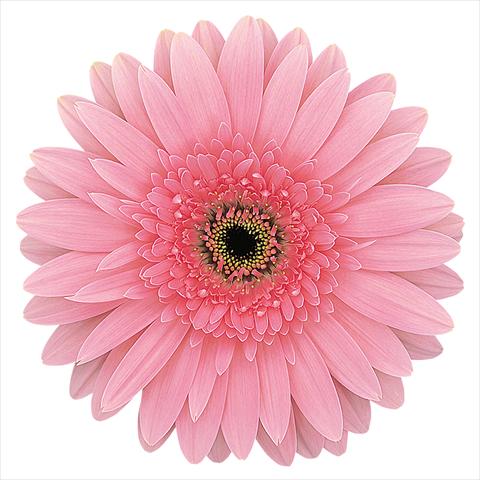 foto van een variëteit aan bloemen, te gebruiken als: Snijbloemen Gerbera jamesonii Rosalin®