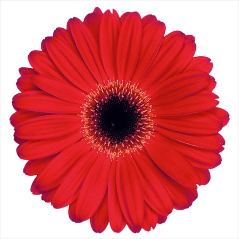 foto van een variëteit aan bloemen, te gebruiken als:  Gerbera jamesonii Shania®