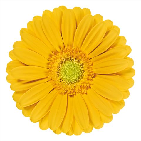 foto van een variëteit aan bloemen, te gebruiken als: Snijbloemen Gerbera jamesonii Stella®
