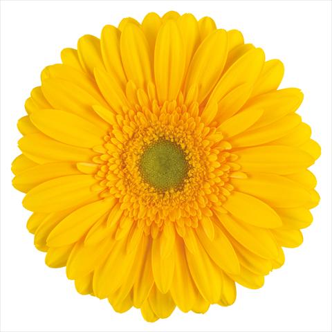 photo of flower to be used as:   Gerbera jamesonii Submarine®