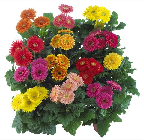 foto van een variëteit aan bloemen, te gebruiken als: Pot Gerbera jamesonii Sundayz® Midi Mix