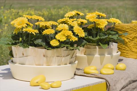 foto van een variëteit aan bloemen, te gebruiken als: Pot Gerbera jamesonii Sundayz® Mini Yellow