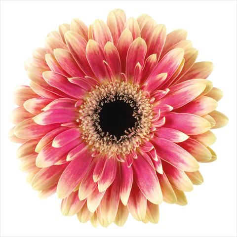 foto van een variëteit aan bloemen, te gebruiken als:  Gerbera jamesonii Van Gogh®