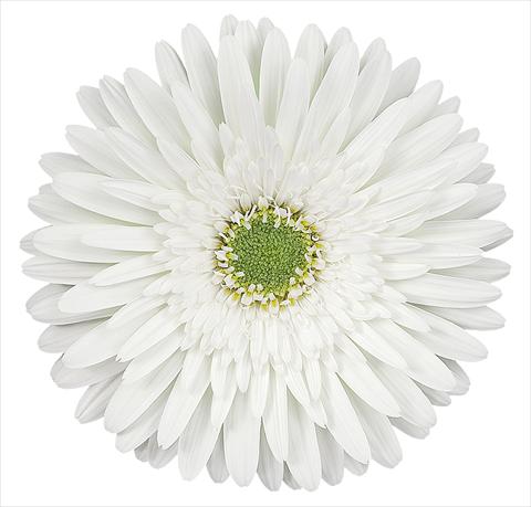 foto van een variëteit aan bloemen, te gebruiken als: Snijbloemen Gerbera jamesonii Zembla®