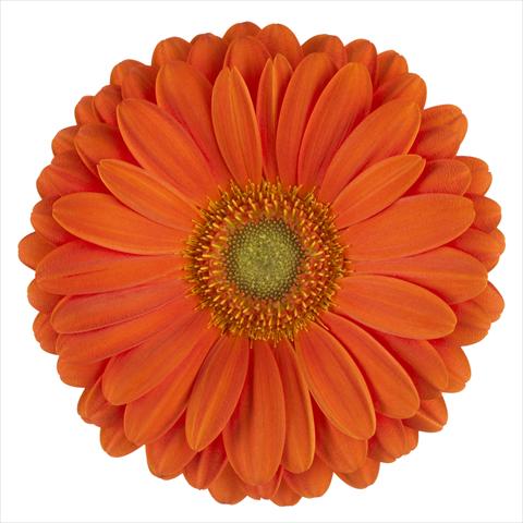 foto van een variëteit aan bloemen, te gebruiken als:  Gerbera jamesonii Zodiac®