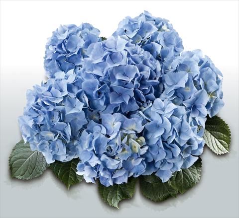 foto van een variëteit aan bloemen, te gebruiken als: Pot - en perkplant Hydrangea macrophylla Baby Blue©