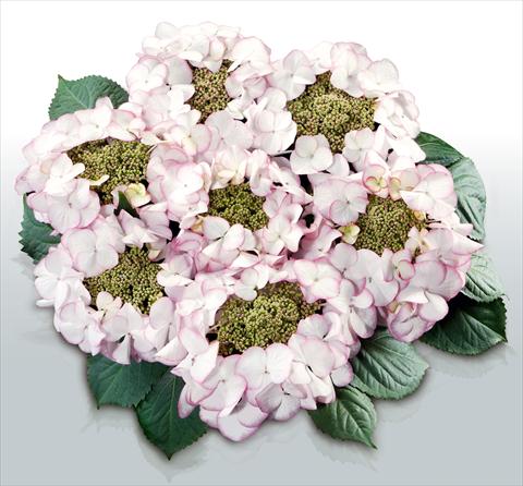 foto van een variëteit aan bloemen, te gebruiken als: Pot - en perkplant Hydrangea macrophylla Charme©