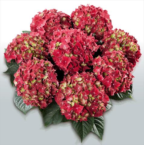 foto van een variëteit aan bloemen, te gebruiken als: Pot - en perkplant Hydrangea macrophylla Royal Red©