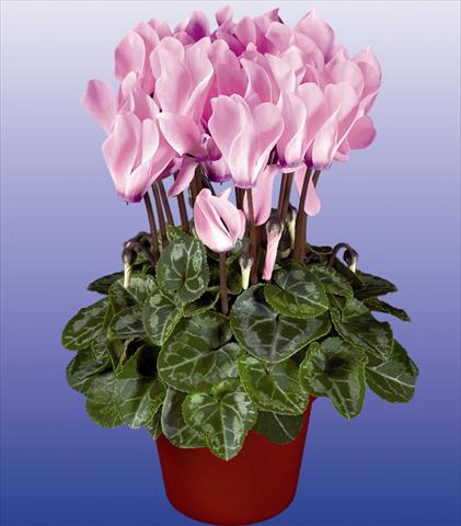 foto van een variëteit aan bloemen, te gebruiken als: Pot - en perkplant Cyclamen persicum mini Verano Neon Fiammato
