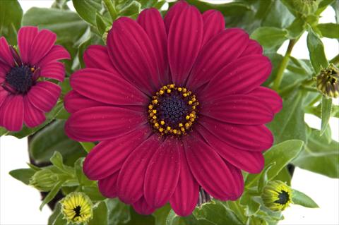 foto van een variëteit aan bloemen, te gebruiken als: Pot - en perkplant Osteospermum FlowerPower® Purple Red