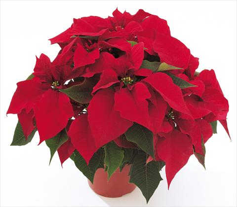 foto van een variëteit aan bloemen, te gebruiken als: Pot Poinsettia - Euphorbia pulcherrima PLA® Eckespoint® Jubilee™ Red