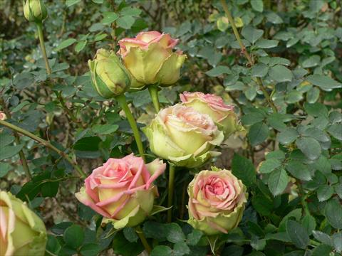 foto van een variëteit aan bloemen, te gebruiken als: Perkplant / Borders Rosa paesaggistica Donne d
