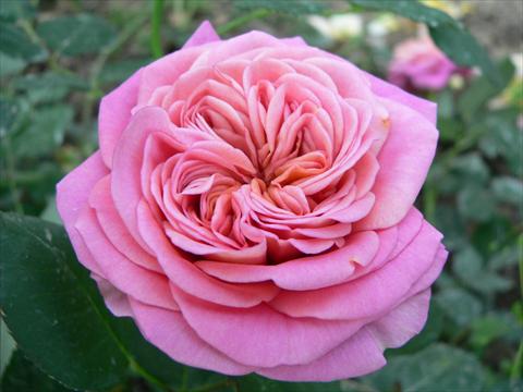foto van een variëteit aan bloemen, te gebruiken als: Perkplant / Borders Rosa paesaggistica Duchessa di Galliera