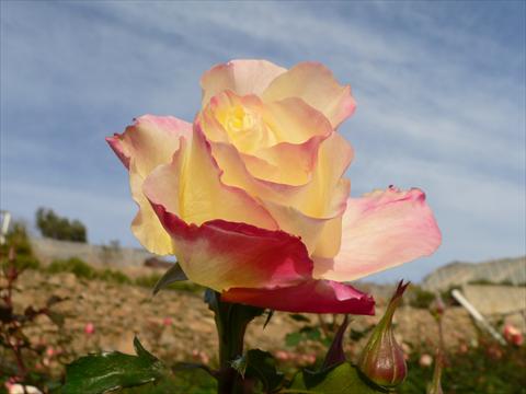 foto van een variëteit aan bloemen, te gebruiken als: Perkplant / Borders Rosa paesaggistica Mystica®